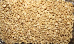 Barley cereals transferred by the EGRETIER diverter valve for food industry