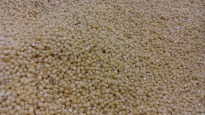Millet transferred by the EGRETIER diverter valve for food industry